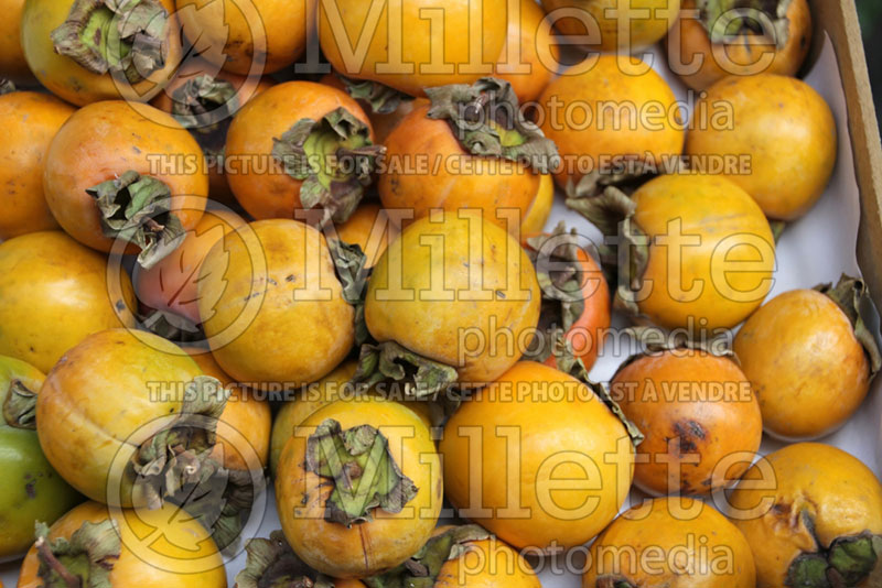 Diospyros kaki (Oriental persimmon- fruit - kaki) 6