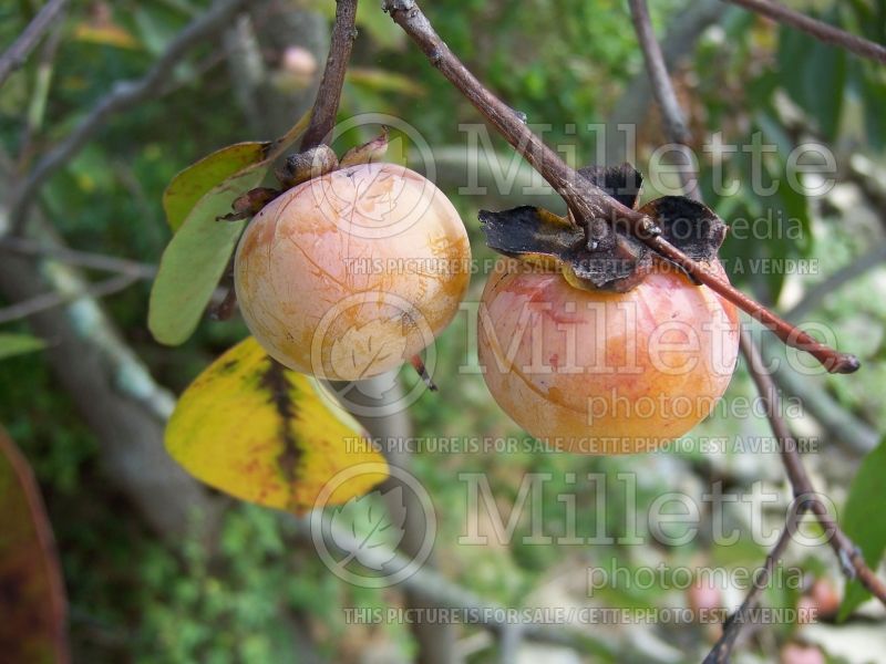 Diospyros virginiana (Kaki persimmon - fruit) 13