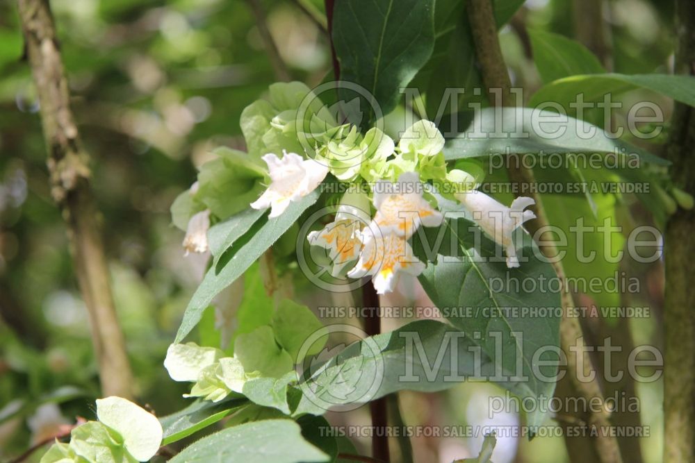 Dipelta yunnanensis (Yunnan Honeysuckle) 2 