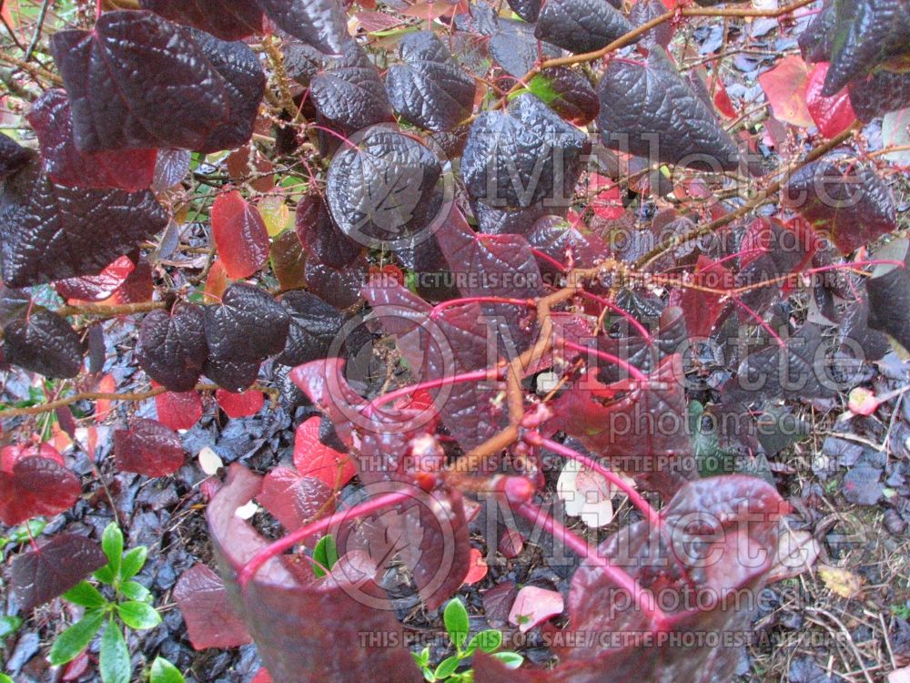 Disanthus cercidifolius – autumn (disanthus) 3 