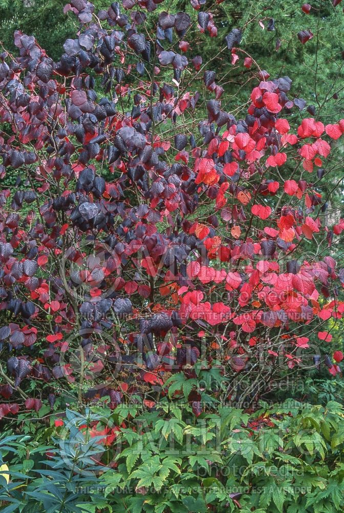 Disanthus cercidifolius (disanthus) 11 