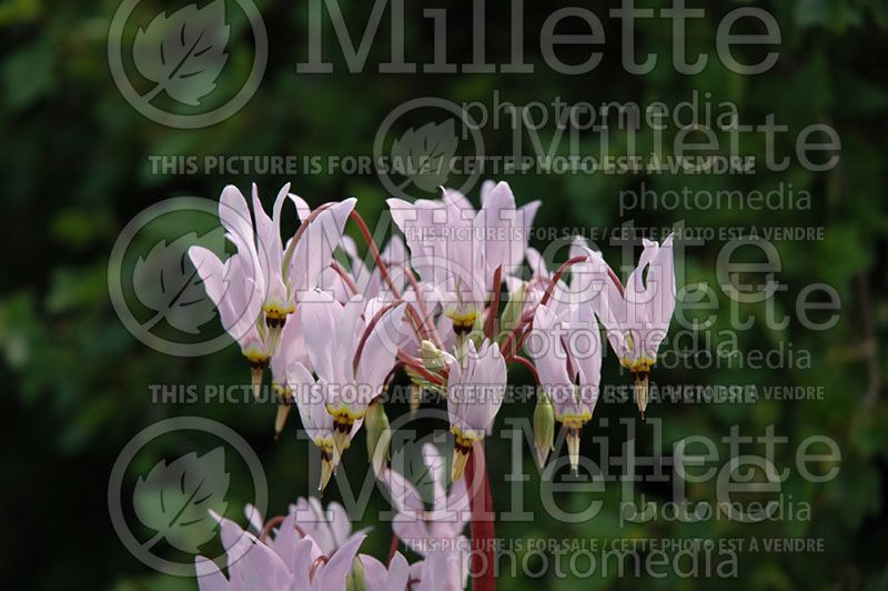 Dodecatheon meadia (Shooting Star)  2