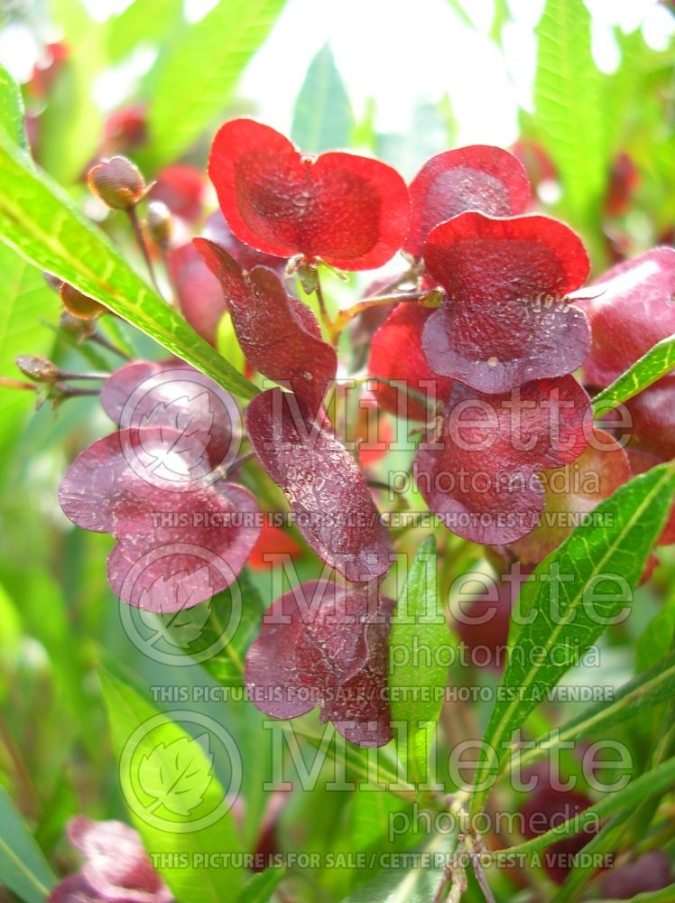 Dodonaea viscosa (sticky hop bush) 1