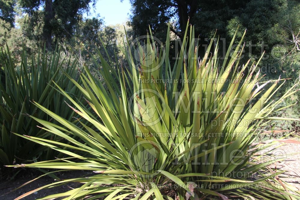Doryanthes palmeri (Giant Spear Lily cactus) 1 