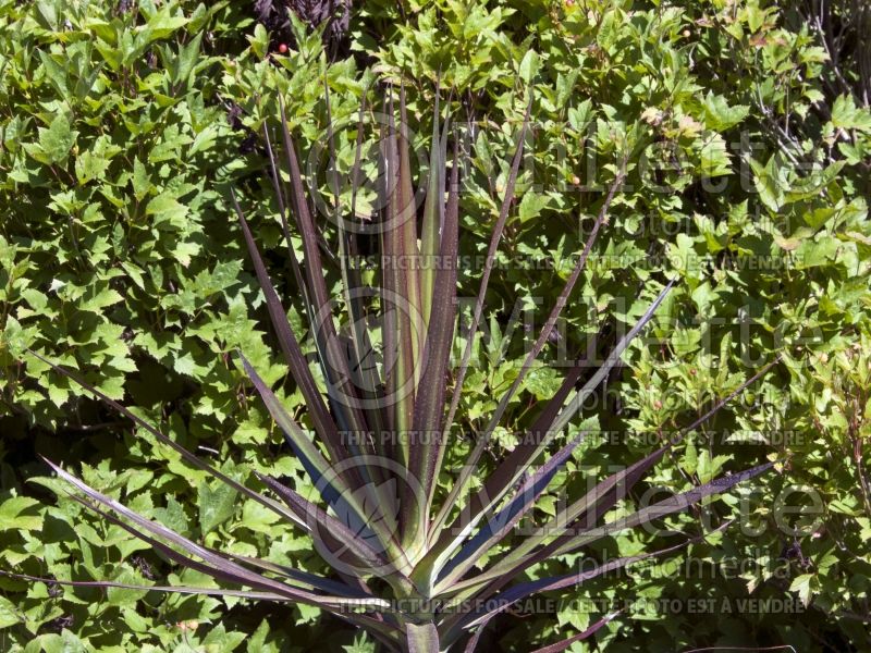 Dracaena Cordylena Bloodstone (False Dracaena cabbage tree) 2 