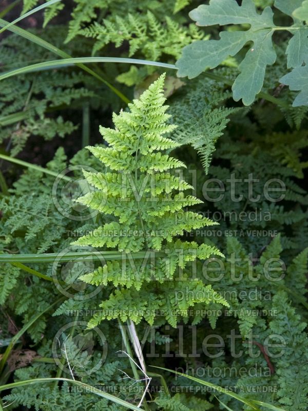 Dryopteris Crispa Whiteside (Male fern) 3 