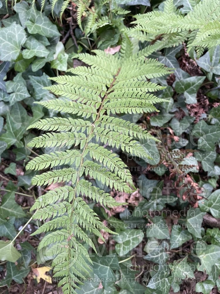 Dryopteris erythrosora (Japanese shield fern (Autumn Fern) 6