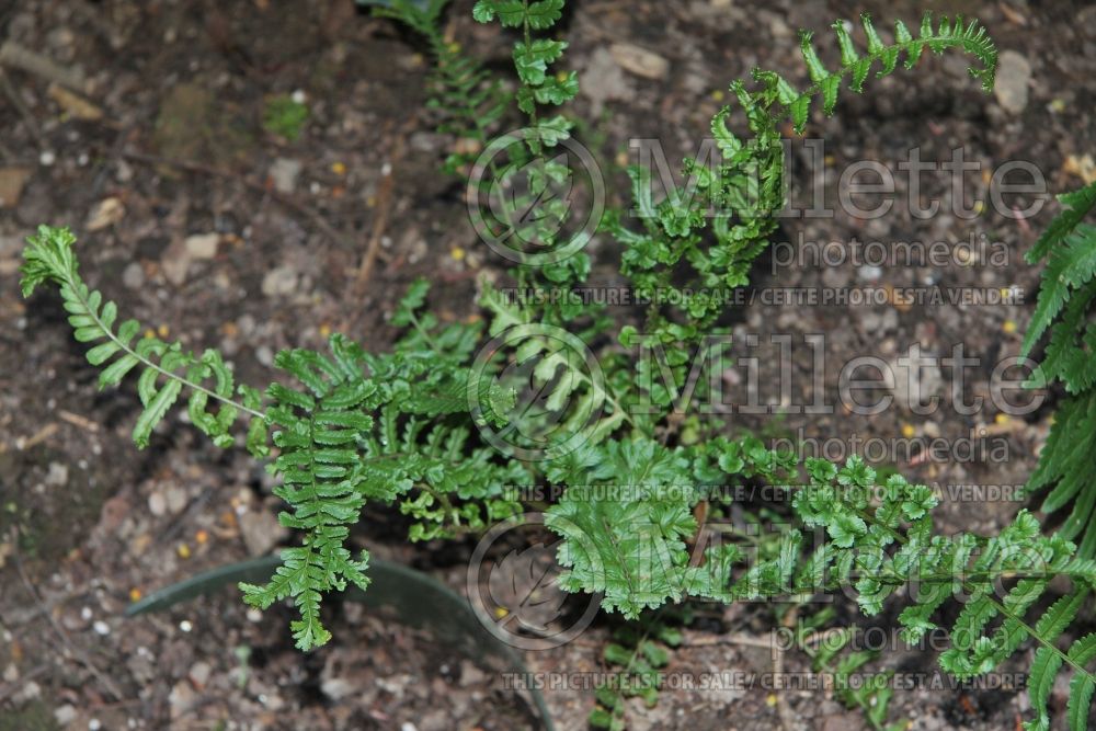 Dryopteris Cristata The King (Male fern) 1 