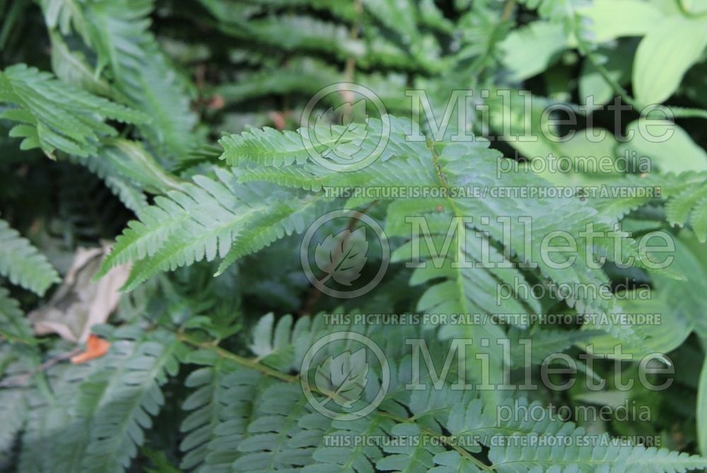 Dryopteris australis (dixie wood fern) 1 