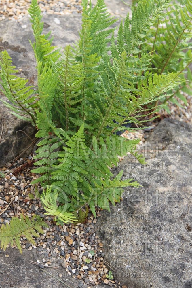 Dryopteris dracomontana (Dryopteris fern) 1 