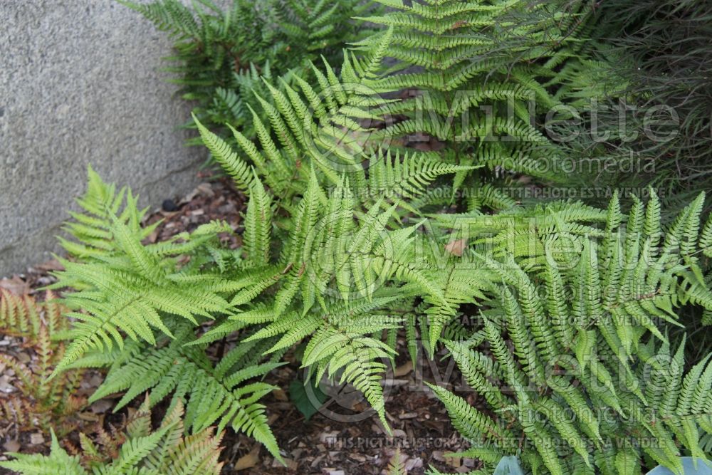 Dryopteris erythrosora (Japanese shield fern  (Autumn Fern) 2