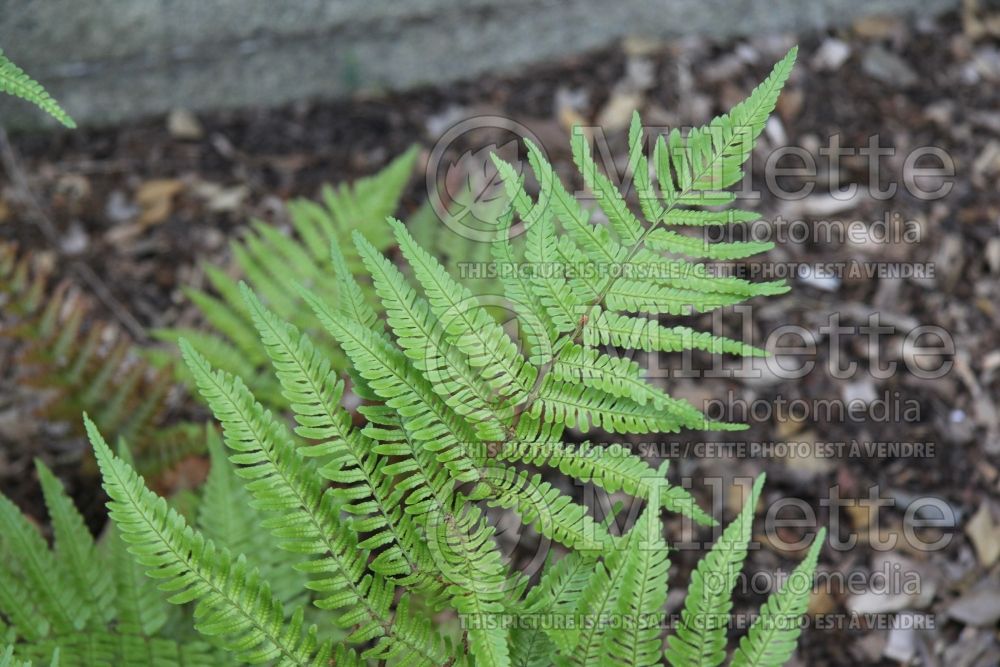 Dryopteris erythrosora (Japanese shield fern  (Autumn Fern) 3