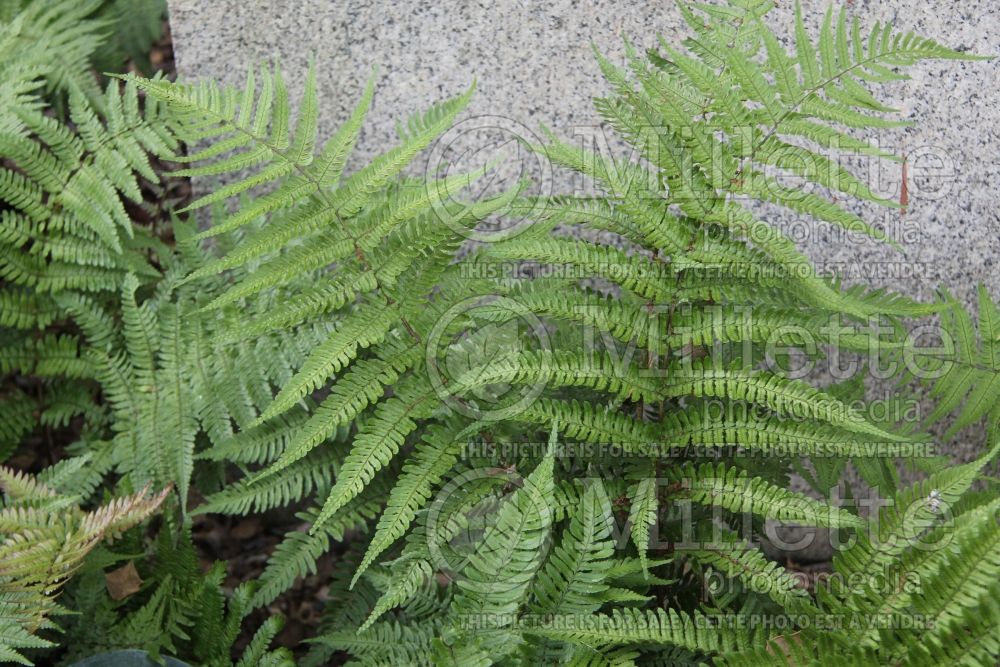 Dryopteris erythrosora (Japanese shield fern  (Autumn Fern) 4