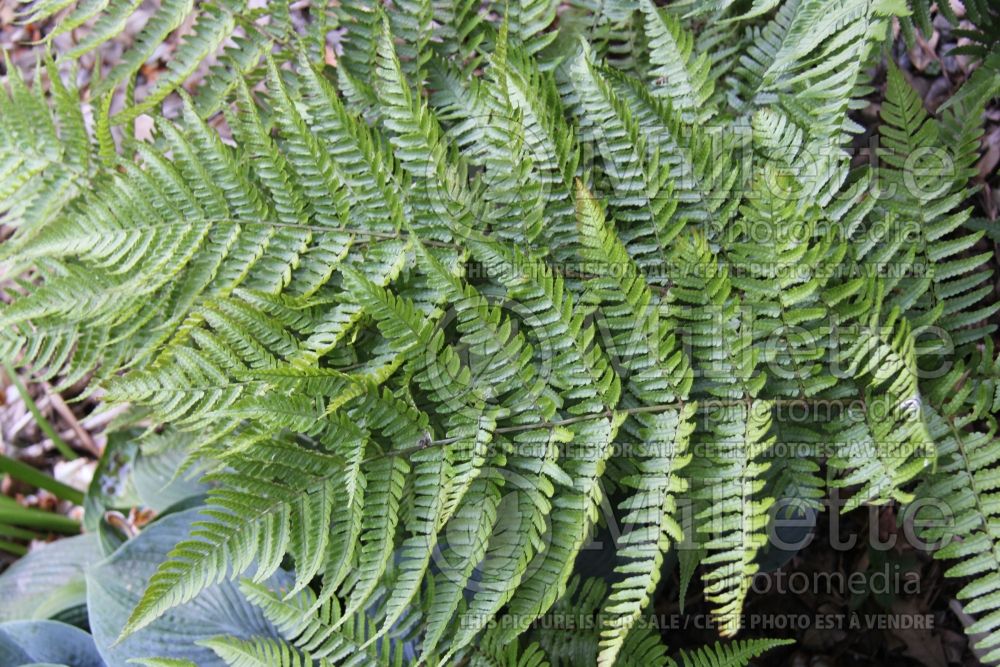 Dryopteris erythrosora (Japanese shield fern  (Autumn Fern) 5