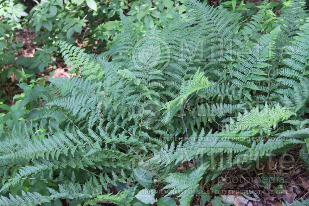 Dryopteris Barnesii (Japanese shield fern  (male fern) 1