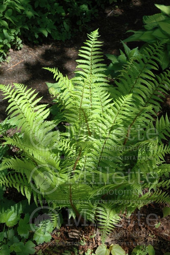 Dryopteris Undulata Robusta (Japanese shield fern  (male fern) 3