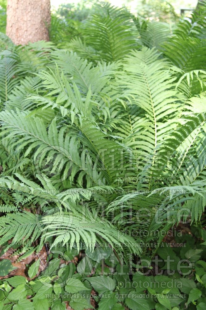 Dryopteris goldiana (giant wood fern Goldie's shield fern) 8 