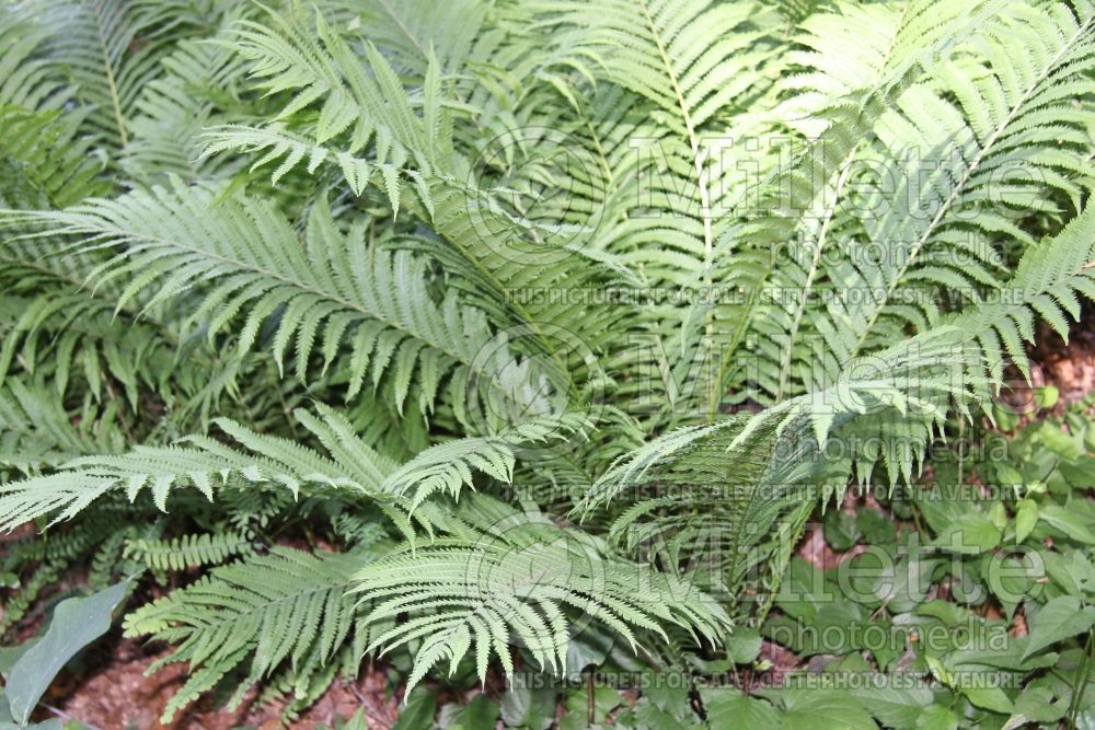 Dryopteris goldiana (giant wood fern Goldie's shield fern) 9 