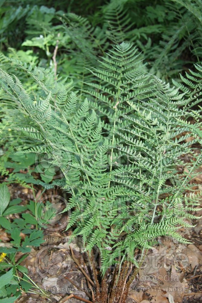 Dryopteris marginalis (marginal wood fern) 3  