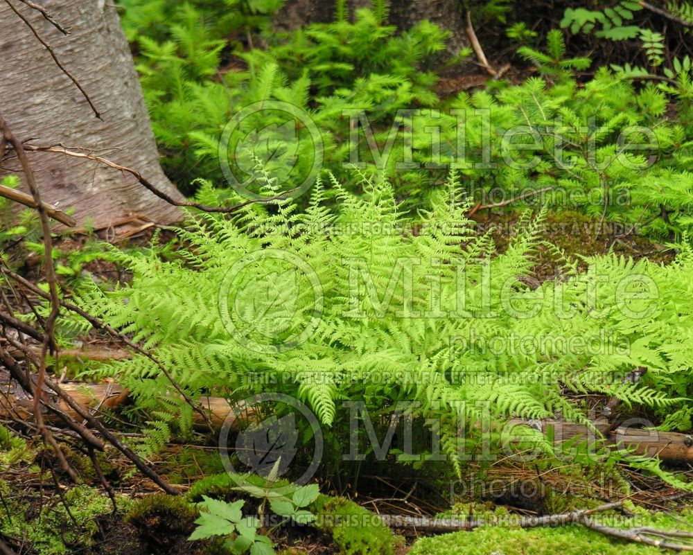 Dryopteris or Thelypteris noveboracensis (New York fern) 7 