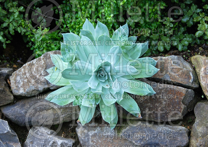 Dudleya pulverulenta (Chalk lettuce cactus) 1 