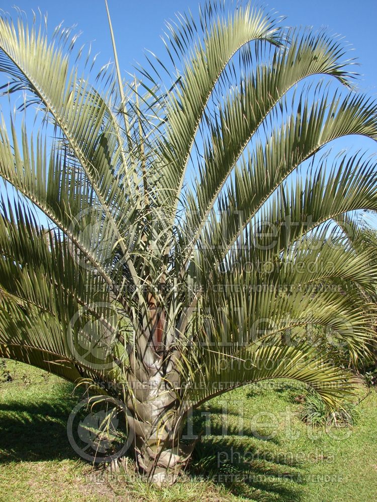 Dypsis decaryi (Triangle Palm) 2 