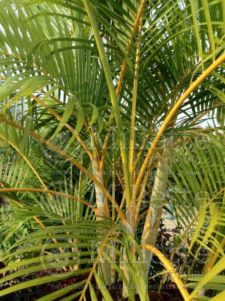 Dypsis lutescens aka Chrysalidocarpus lutescens (Areca Palm or Butterfly Palm) 1  