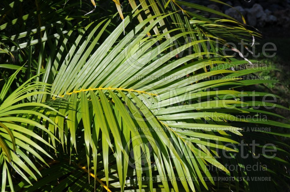 Dypsis lutescens aka Chrysalidocarpus lutescens (Areca Palm or Butterfly Palm) 6  