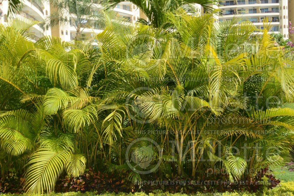 Dypsis lutescens aka Chrysalidocarpus lutescens (Areca Palm or Butterfly Palm) 8  