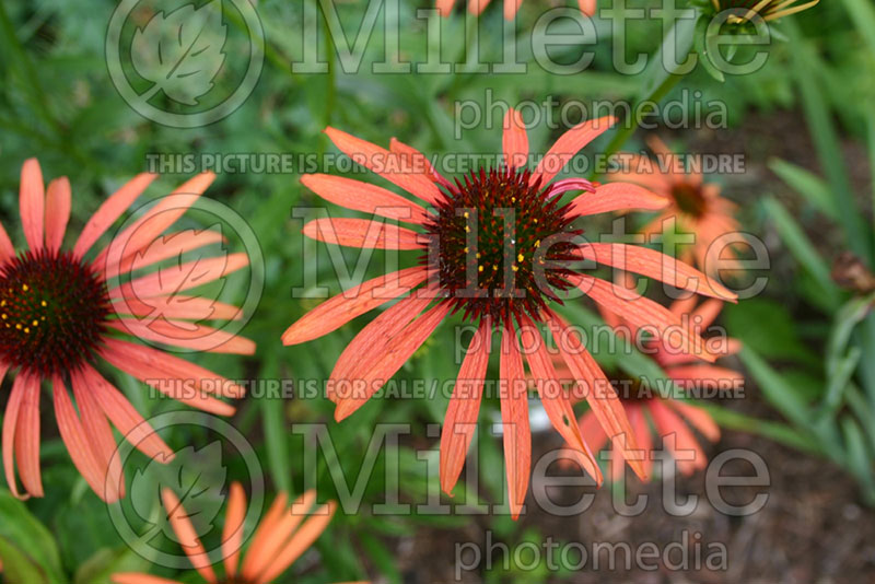 Echinacea Art's Pride (Coneflower) 1 
