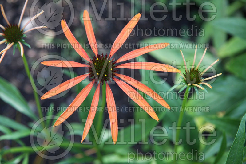 Echinacea Art's Pride (Coneflower) 2 