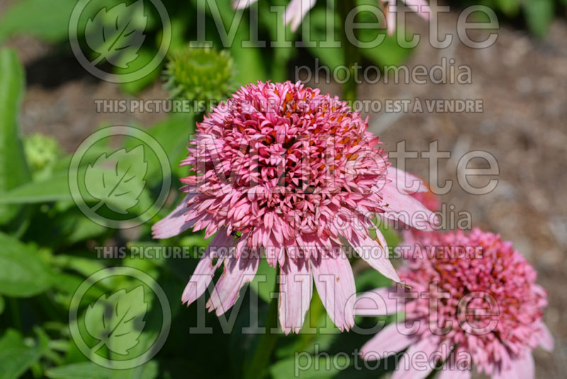 Echinacea Butterfly Kisses (Coneflower) 2