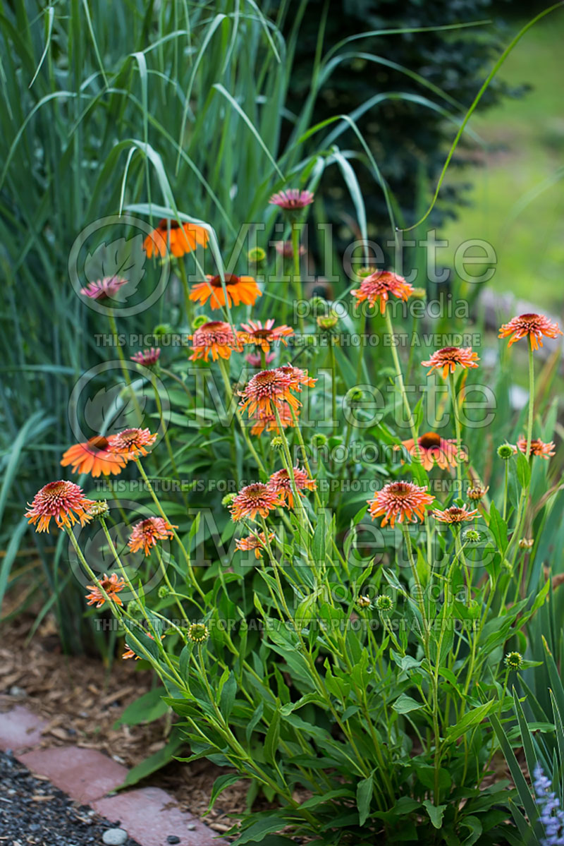 Echinacea Colorburst Orange (Coneflower) 1 