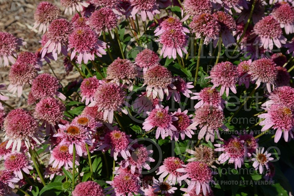 Echinacea Butterfly Kisses (Coneflower) 6