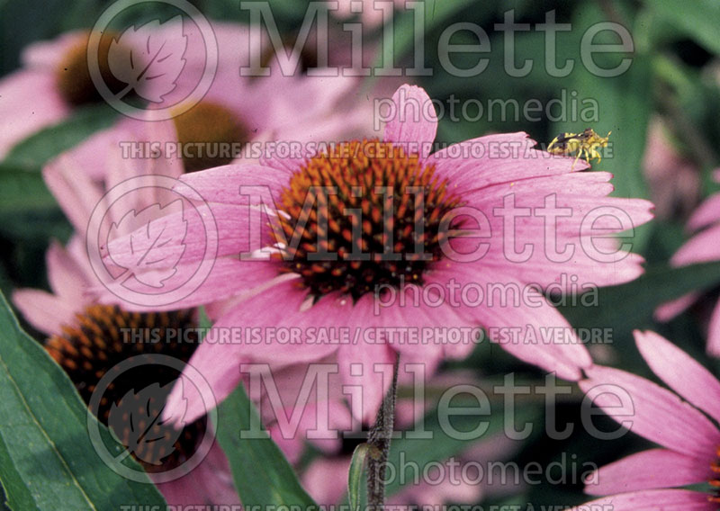 Echinacea Magnus (Coneflower Échinacée) 2