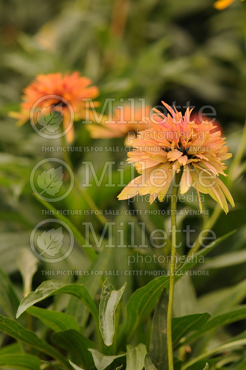 Echinacea Cone-fections Marmalade (Coneflower) 2 