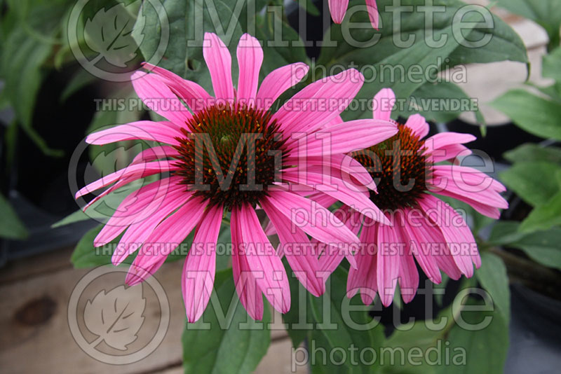 Echinacea Mystical Pink Mist (Coneflower) 2
