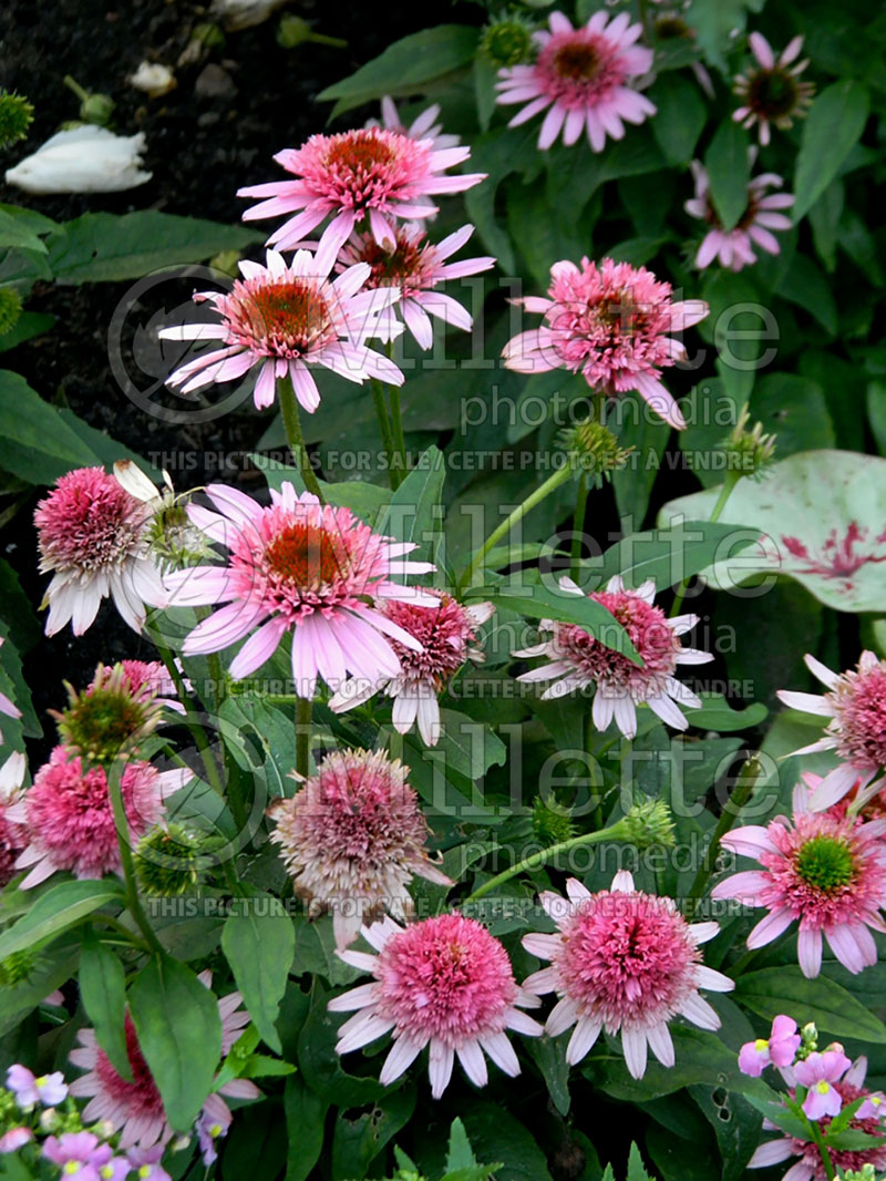 Echinacea Butterfly Kisses (Coneflower) 3