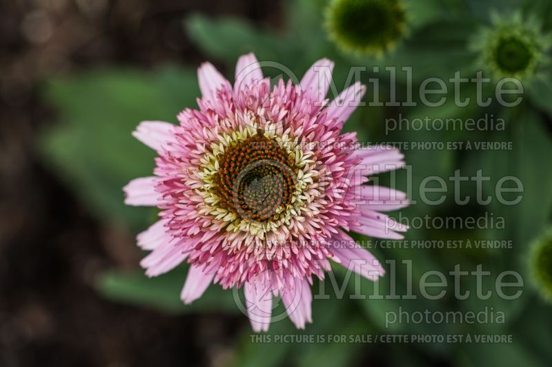 Echinacea Butterfly Kisses (Coneflower) 4