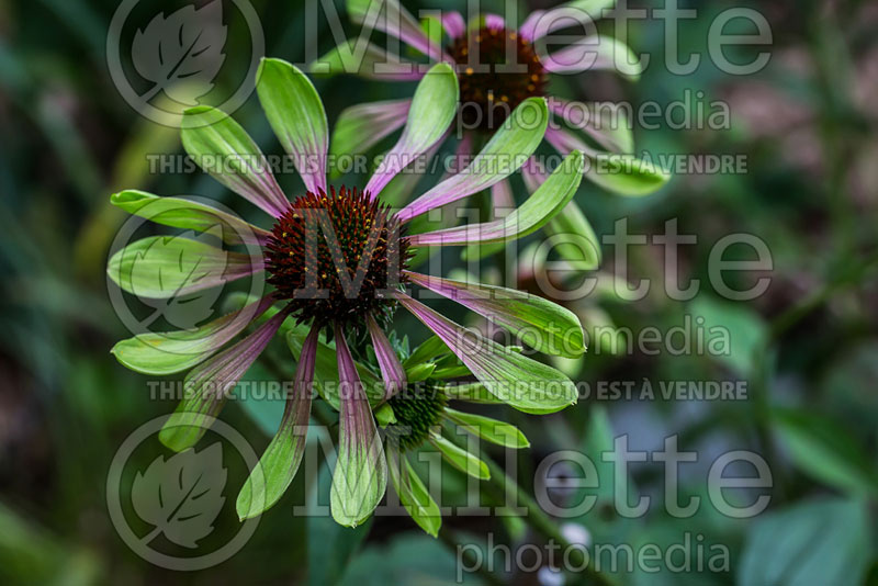 Echinacea Green Envy (Coneflower) 2 