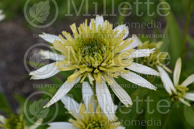 Echinacea Meringue (Coneflower) 2 
