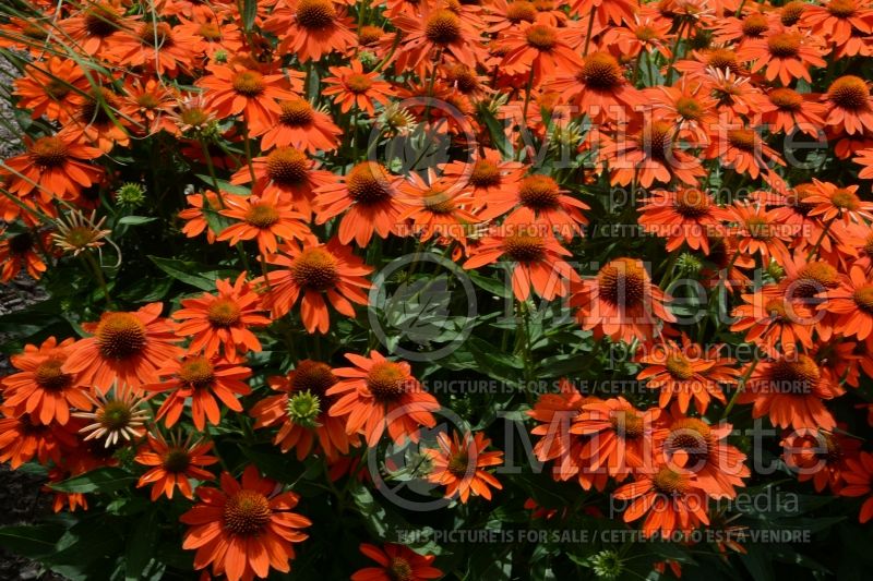 Echinacea Sombrero Adobe Orange (Coneflower) 5