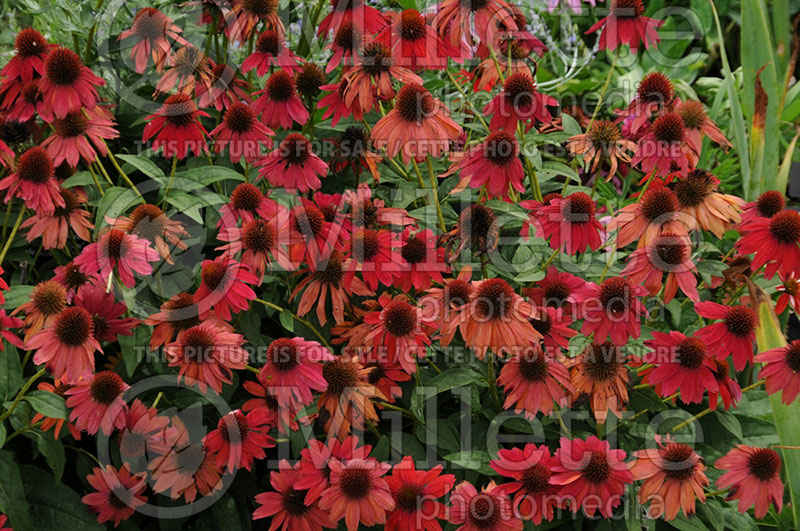 Echinacea Sombrero Salsa Red (Coneflower) 8 