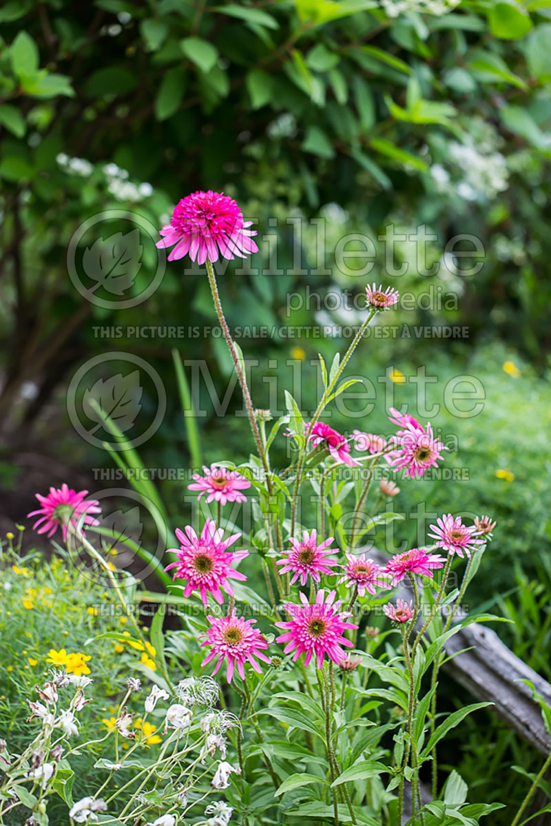 Echinacea Southern Belle (Coneflower) 1 