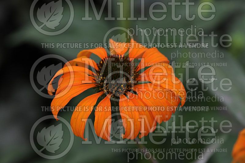 Echinacea Tangerine Dream (Coneflower) 3
