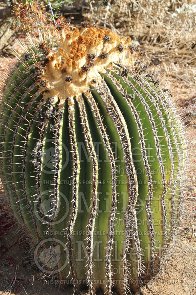 Echinocactus platyacanthus (giant barrel cactus,) 1 