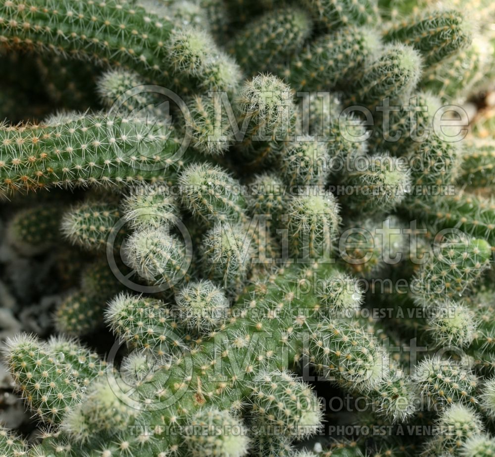 Echinopsis chamaecereus (Peanut Cactus) 1