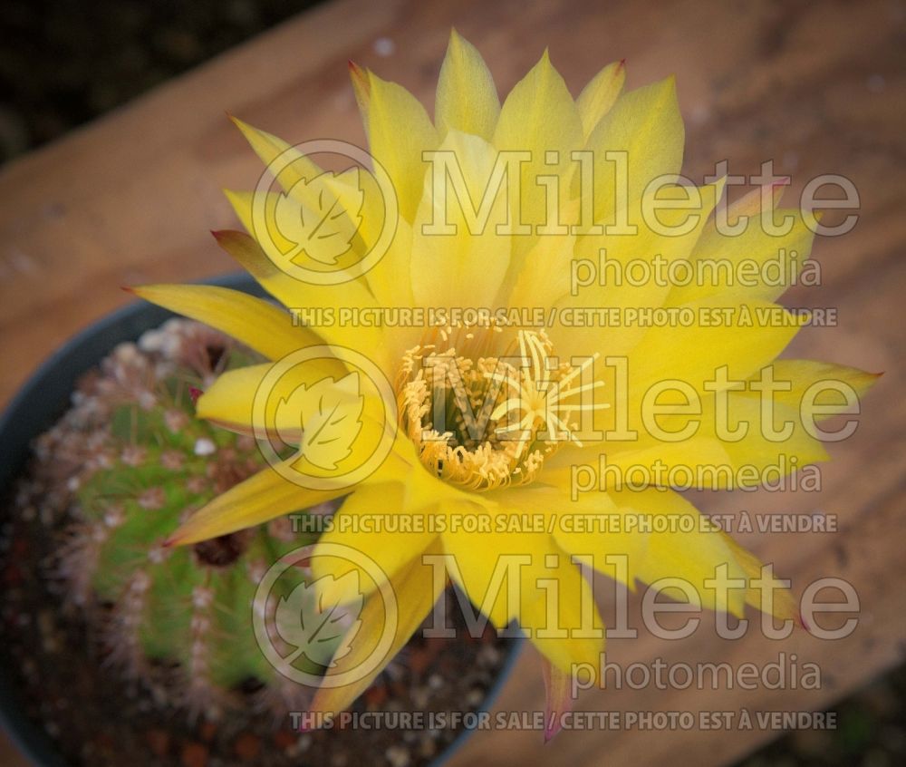 Echinopsis Yellow California (Cactus) 1