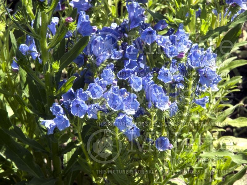 Echium Blue Bedder (Viper's Bugloss or Blueweed) 2