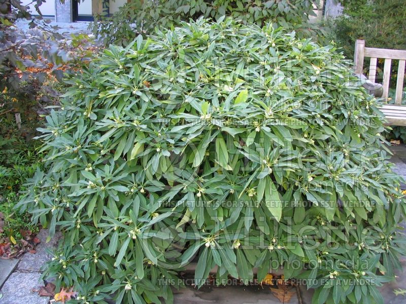 Edgeworthia chrysantha (Oriental Paper Bush)  6